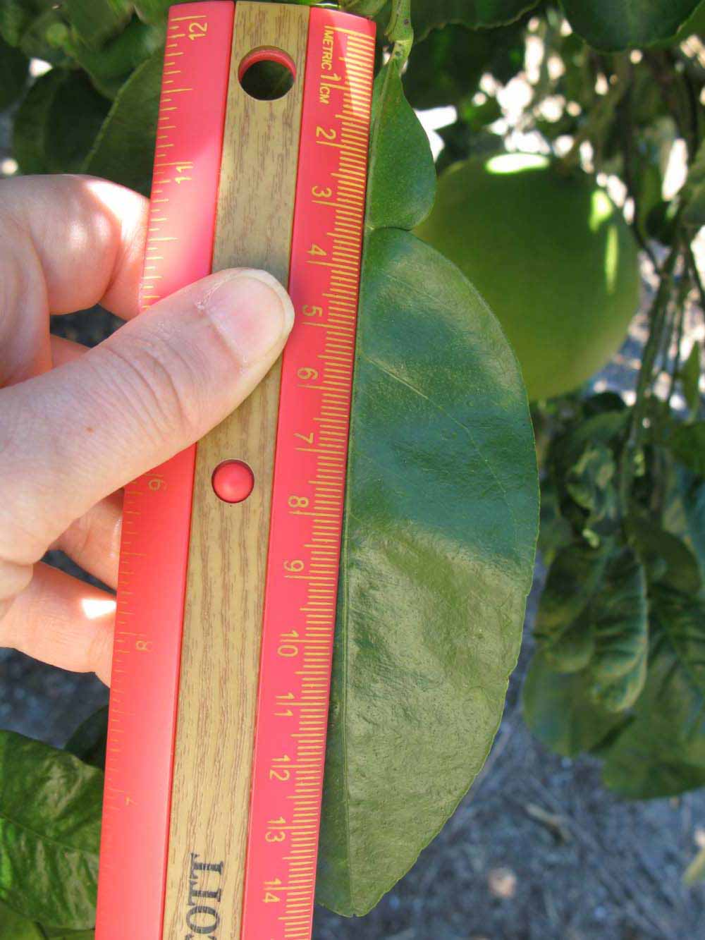             Unifoliolate leaf (Large Pink, Winter Haven,   FL)   
